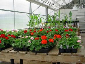 Greenhouse Image