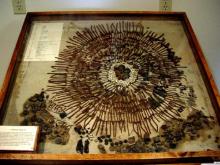 Stomach Contents Image